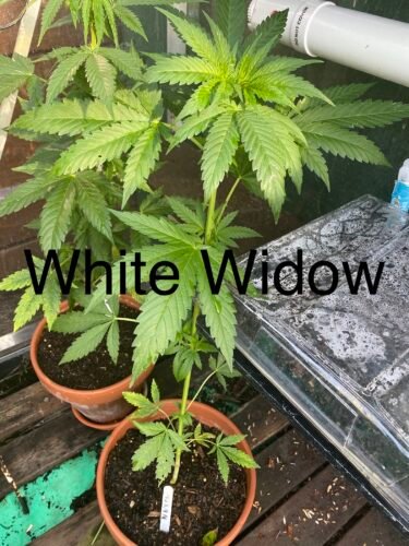 Click to view full screen Auto White Widow Feminized (+ Free Seeds) photo review
