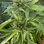 Auto White Widow Feminized (+ Free Seeds) photo review