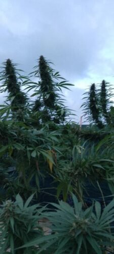 Bubblegum Feminized Seeds photo review