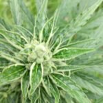 Auto Bruce Banner #5 Feminized (+ Free Seeds) photo review
