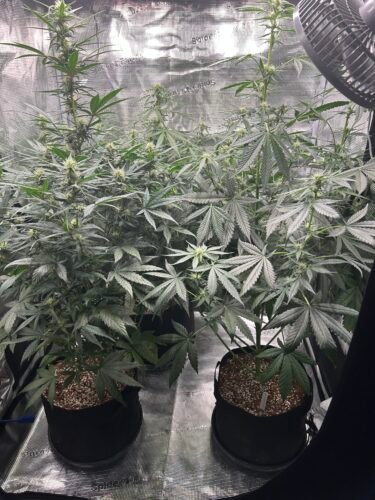 Auto Cocopopo Feminized photo review