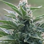Auto Bruce Banner #5 Feminized (+ Free Seeds) photo review