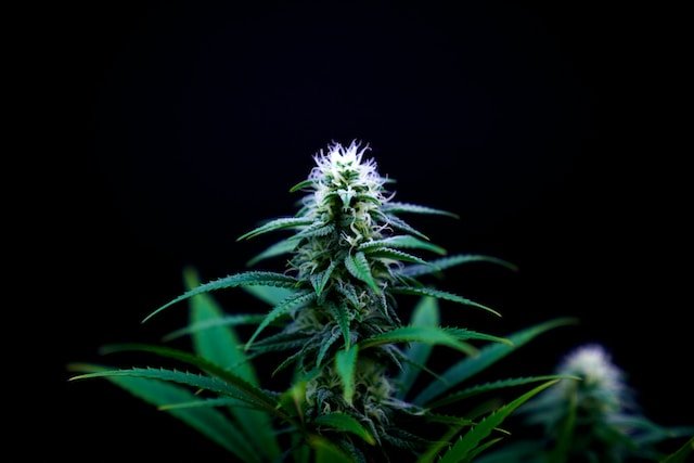 cannabis flower black background