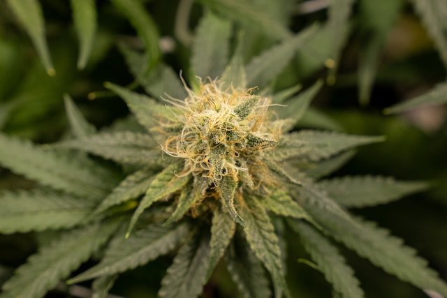 cannabis flower up close