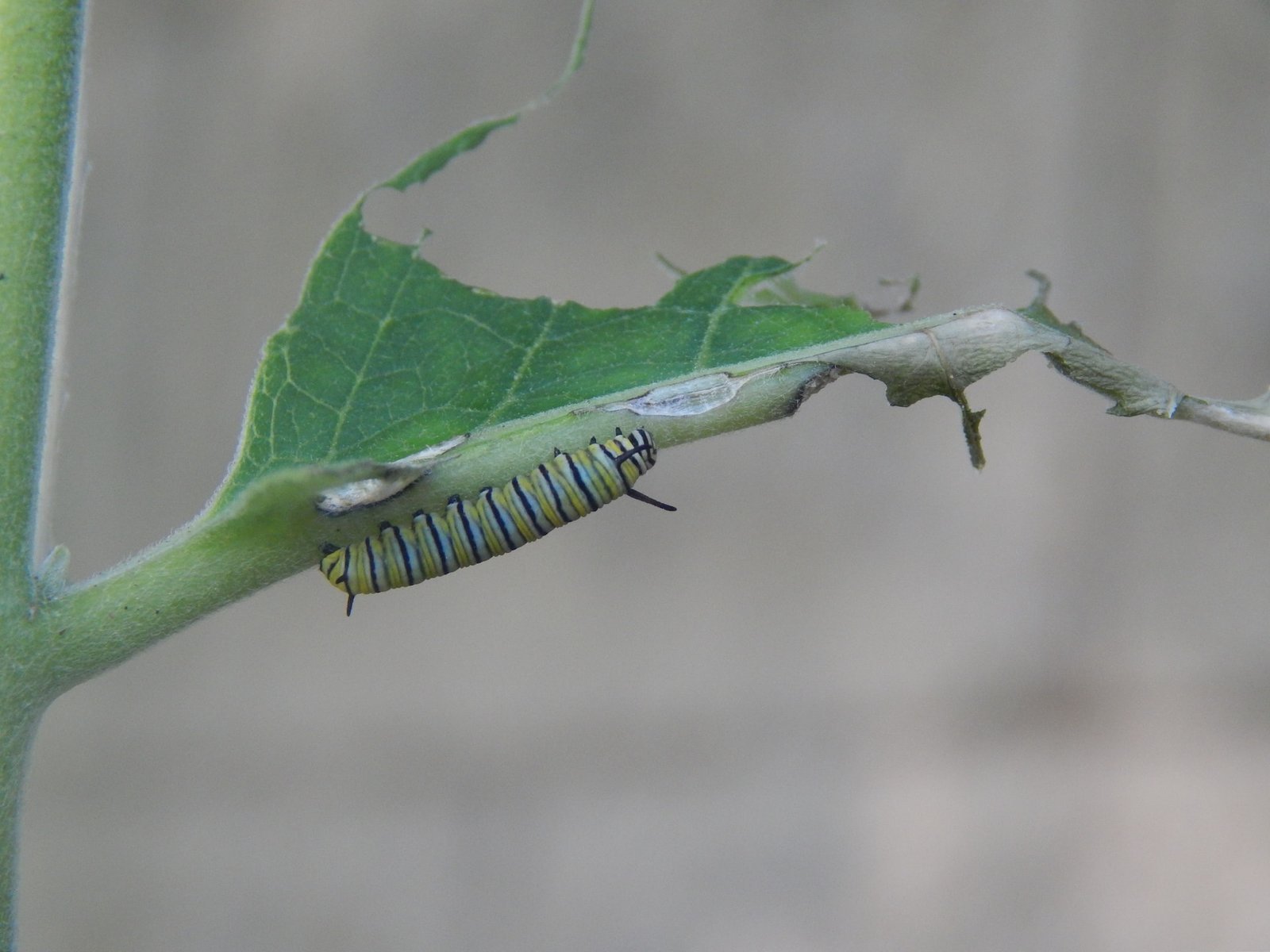 caterpiller