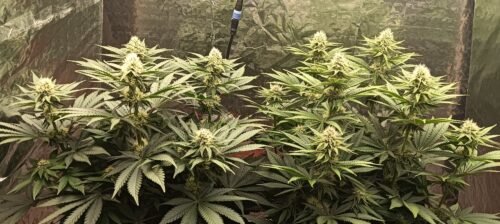 Click to view full screen Bruce Banner #5 Feminized (+ Free Seeds) photo review