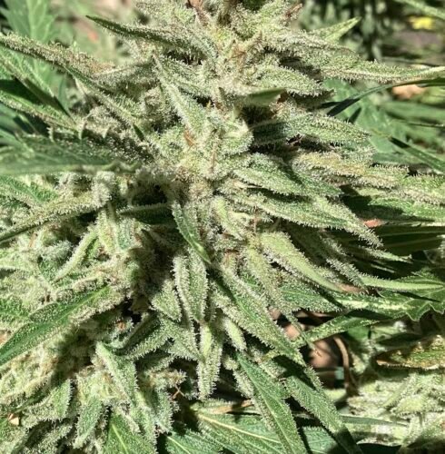 Bruce Banner #5 Feminized (+ Free Seeds) photo review