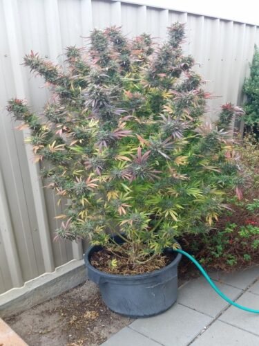 Bruce Banner #5 Feminized (+ Free Seeds) photo review