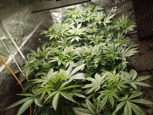 Click to view full screen Bruce Banner #5 Feminized (+ Free Seeds) photo review