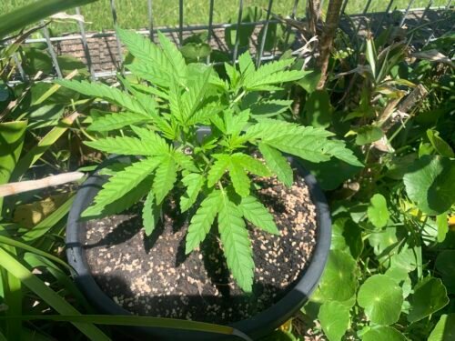 Click to view full screen Bruce Banner #5 Feminized (+ Free Seeds) photo review