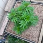 Lemon Skunk Feminized (On Sale) photo review