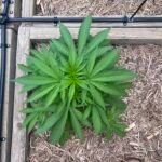 Lemon Skunk Feminized (On Sale) photo review
