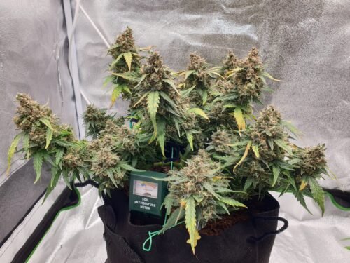 Multi Pack 10 AUTO Indica Feminized Seeds photo review