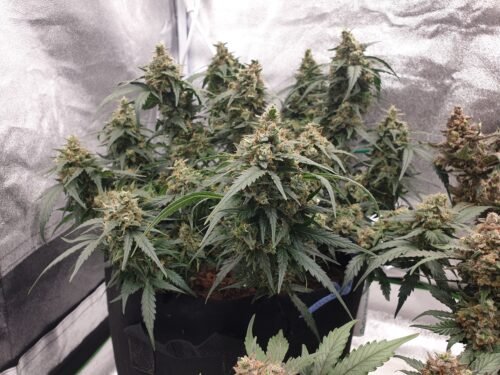 Multi Pack 10 AUTO Indica Feminized Seeds photo review