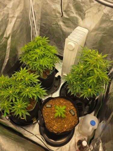 Multi Pack 10 AUTO Indica Feminized Seeds photo review