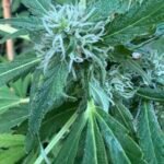 Multi Pack 10 AUTO Indica Feminized Seeds photo review