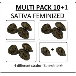 Multi Pack 10 Sativa Feminized Seeds