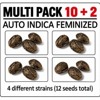 Auto Indica Marijuana Seed Multi pack bundle Australia CG