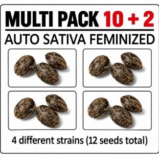 Auto Sativa Multi Pack CG Australia Cannabis Seed Bundles