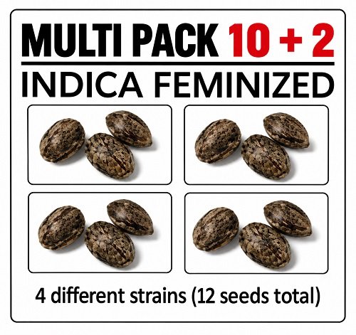 Indica Multi 10 seed pack marijuana seeds CG Australia
