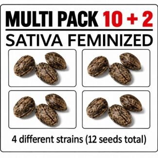 Sativa Dominant Cannabis Seed Multi pack bundle CG Australia Seeds