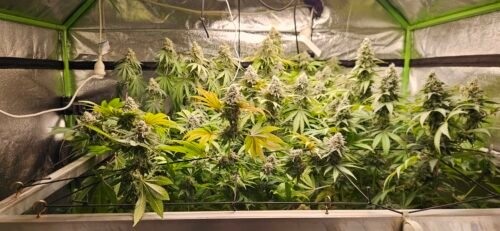 Click to view full screen Cheese Feminized (+ Free Seeds) photo review