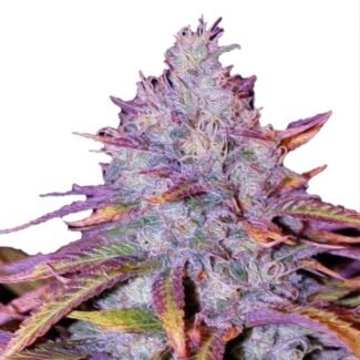 Auto Blue Dream Feminized (+ Free Seeds)