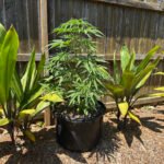 Purple Haze Feminized (+ Free Seeds) photo review