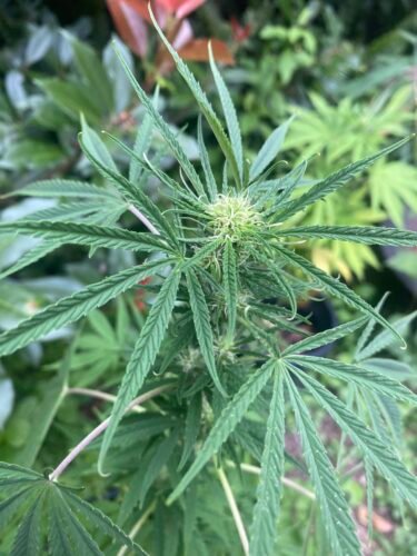 Purple Haze Feminized (+ Free Seeds) photo review