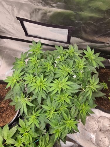 Amnesia Haze Feminized (On sale) photo review