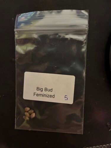 Big Bud Feminized (On Sale) photo review