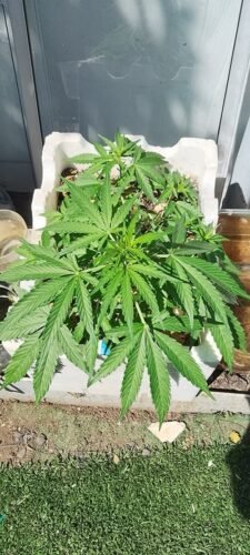 Click to view full screen Auto AK-47 Feminized Seeds (+ Free Seeds) photo review