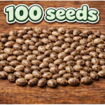 100 Seeds