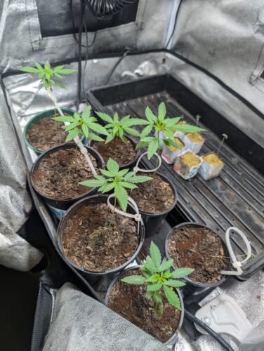 Mimosa Famosa Feminized Seeds (+ Free Seeds) photo review