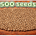 500 Seeds