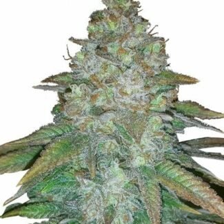 Mimosa Famosa Feminized Seeds (+ Free Seeds)