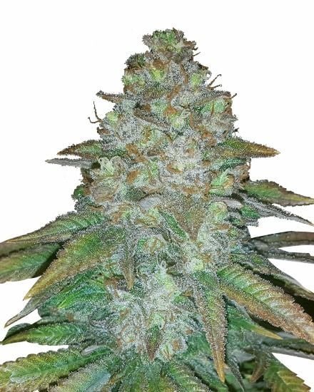 Mimosa Famosa Feminized Seeds (+ Free Seeds)