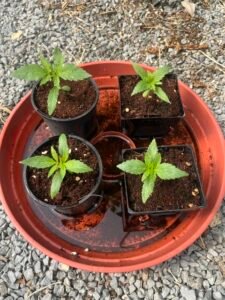 Cannabis plants 7 days growth using coco/perlite CG Australia germination method