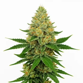 Watermelon Jam Feminized Seeds