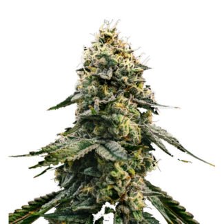 Runtz Gluntz Feminized Seeds