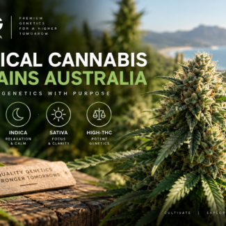 Medical Strains